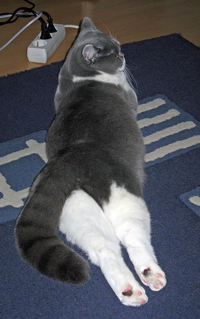 开云体育登录-紫禁风云，西亚卡姆狂飙之夜，北京主场碾压辽宁震惊联盟！