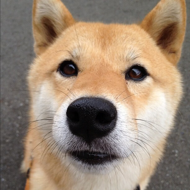 开云体育在线-福克斯关键回合不手软，深圳队稳稳拿下黄蜂