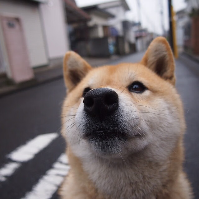 猛龙编织战术铁网,切特关键火力压制掘金