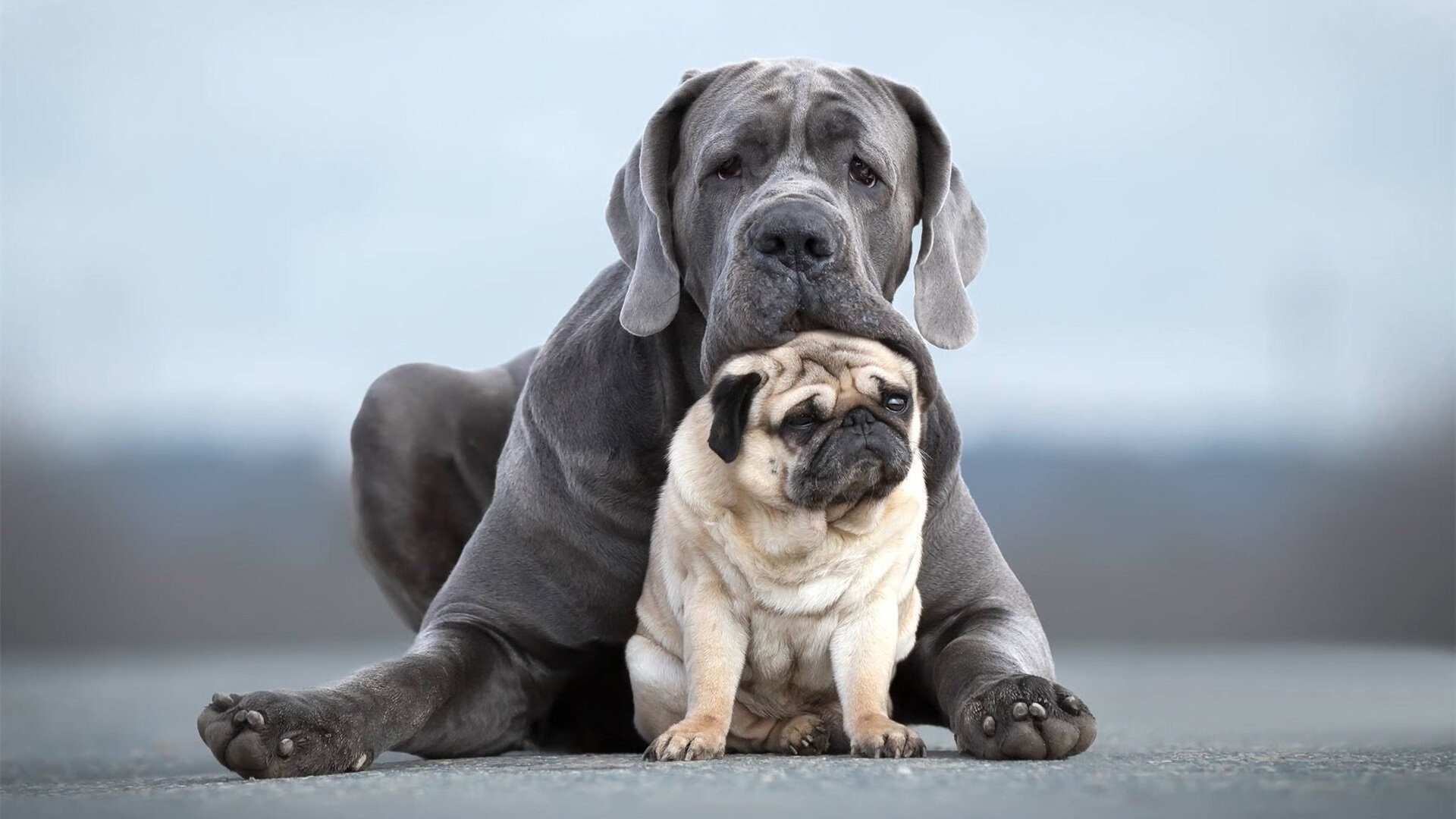 班凯罗闪耀跨洋对决,灰熊轻取吉林队,新星绽放高光时刻