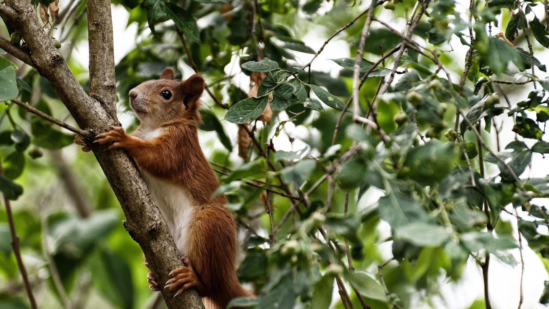 鏖战天山！热火血拼新疆队，布克末节化身关键先生