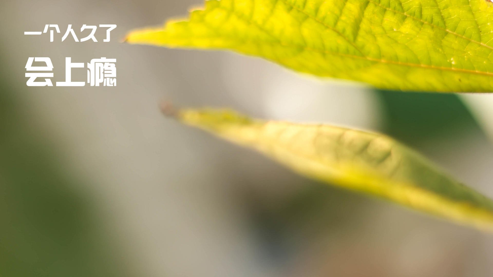 皇马斩落南美巨兽,赖斯于欧冠战场加冕为王