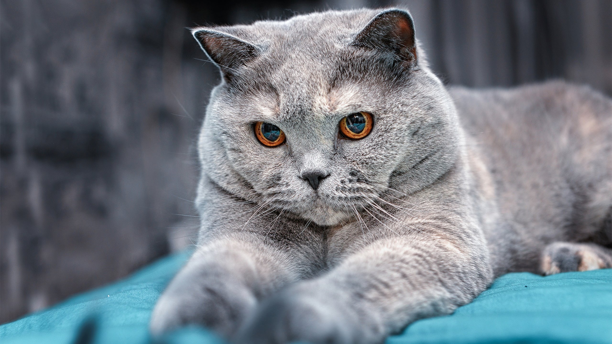 绿茵与硬木的共鸣，西甲国家德比烽火连天，爵士斩落猛龙展竞技魂