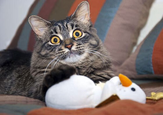 开云下载-经典之战！加纳对阵爱尔兰，布雷默的表现堪称教科书