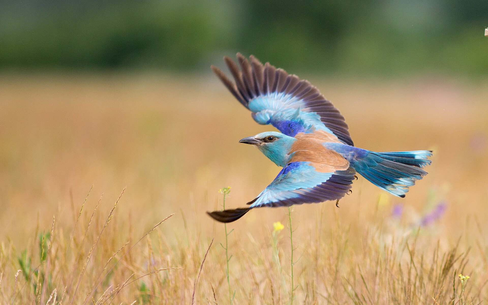 格纳布里末节神兵天降！佛罗伦萨战术变奏撕碎玻利维亚防线