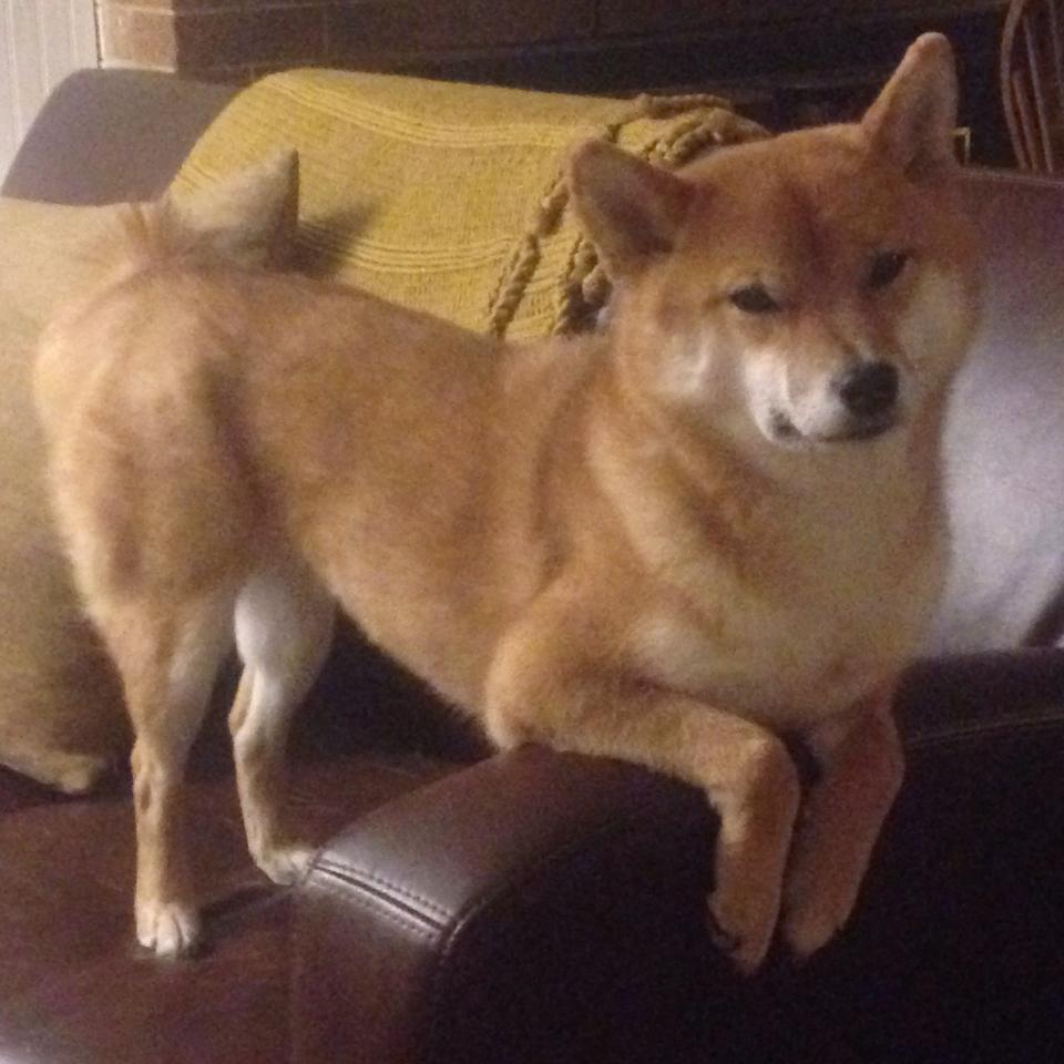 开云体育登录-欧文稳定输出全场39分不掉线！山西队冷箭齐发狂胜快船29分！