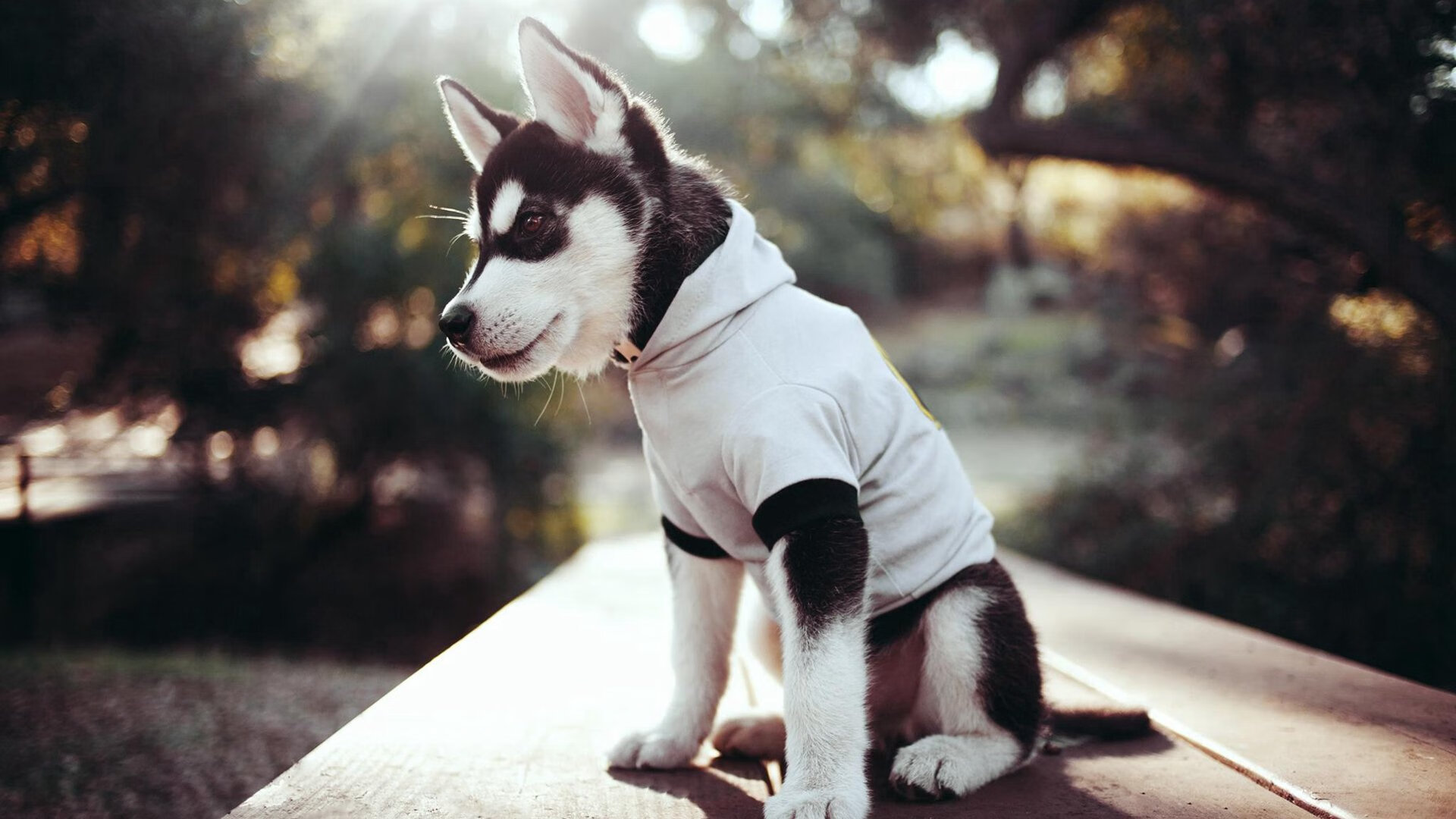 拉亚惊天爆发！阿尔及利亚绝境逆转玻利维亚，一只脚踏上冠军宝座