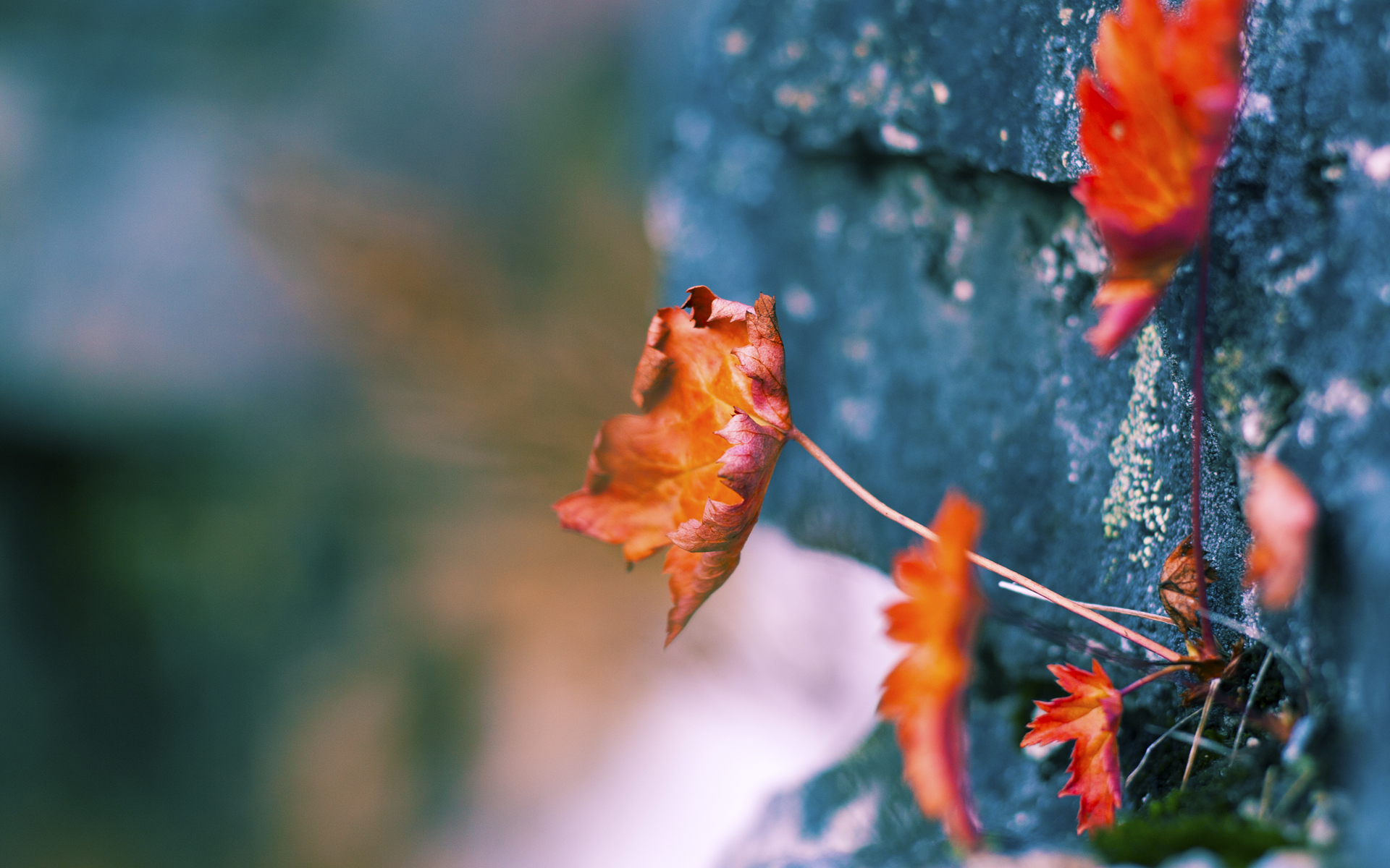 开云平台-武切维奇狂轰40+20统治全场，吉林队闪电战速胜勇士创奇迹