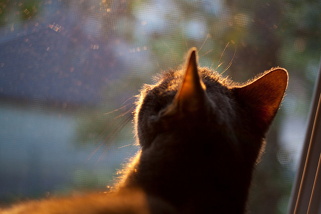 以独行侠之名败北,当上海队的集体铁拳击碎孤星神话
