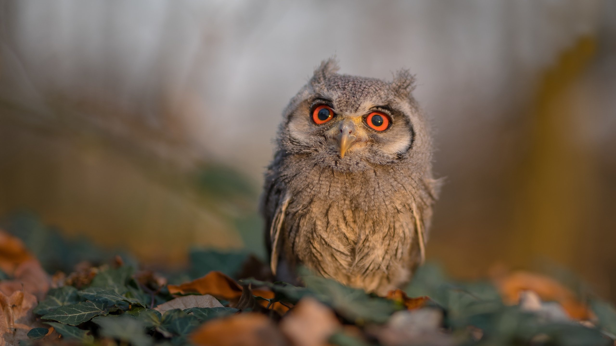 开云官网-欧冠淘汰赛之夜，奥纳纳全场最佳无争议