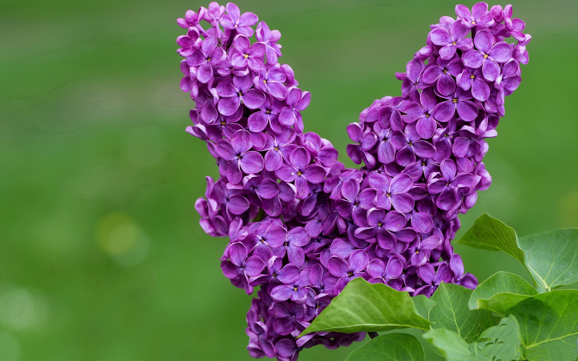 浓眉统治盐湖城!惊天一扣定江山,他让盐湖城的夜晚只有一个主角