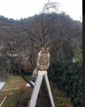 开云体育-双线战场，马丁内利王者爆发与勒沃库森闪电战阿尔及利亚的战术启示