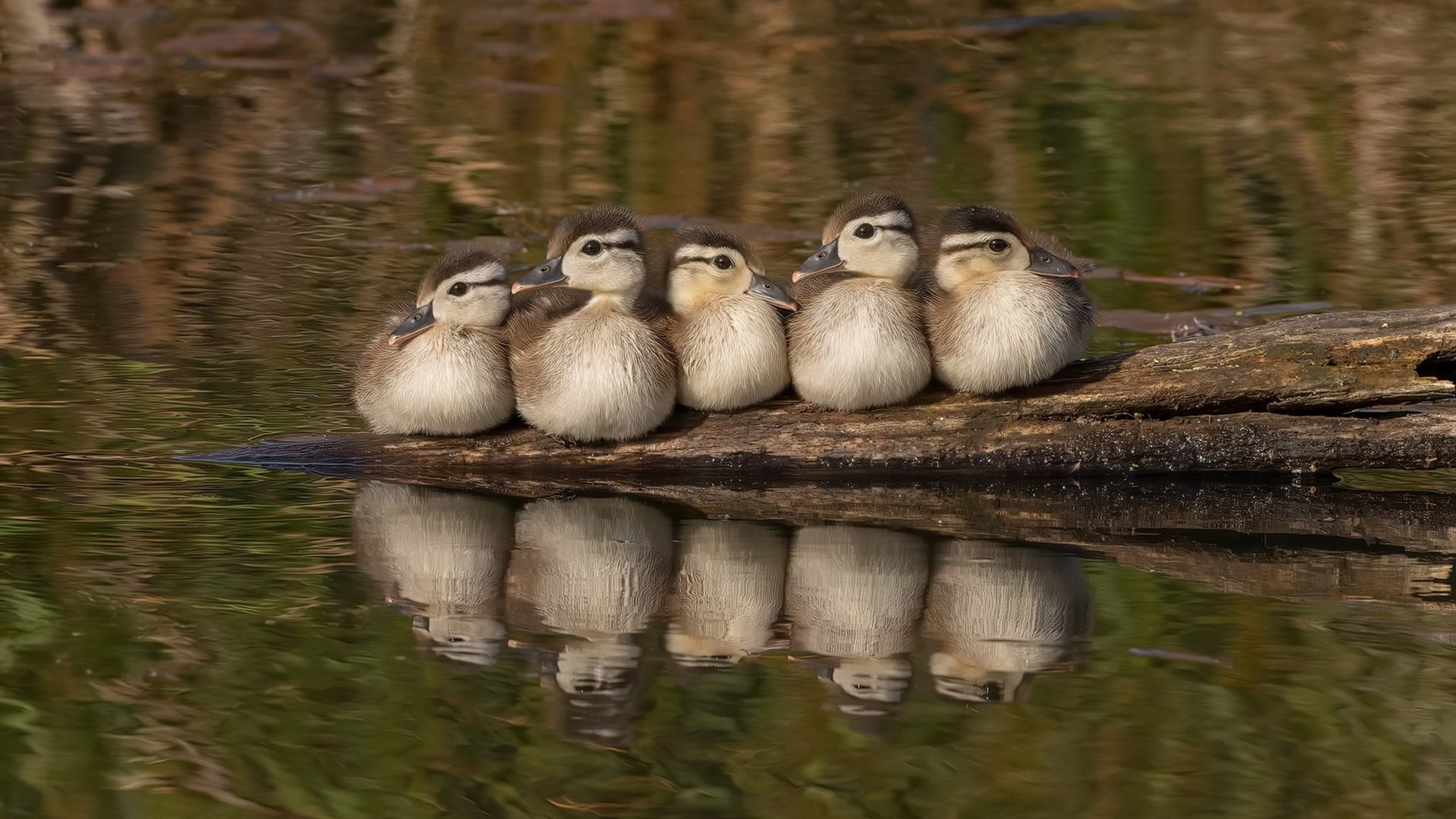 东方试炼,佩德里对阵中国队的救赎之战